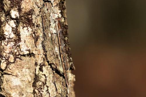 Réf. 223 143 : Sympecma fusca